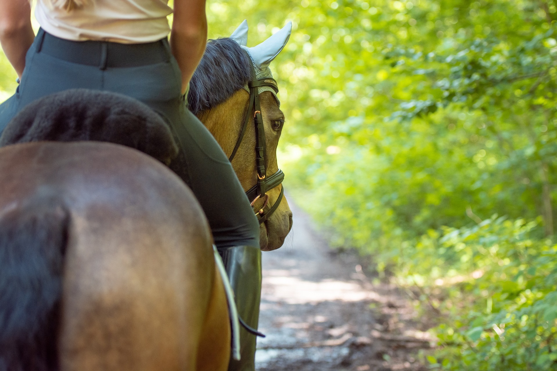 Pferd mit Reiterin im Wald