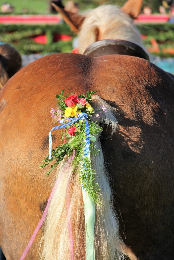 traditioneller Leonhardiritt-Schweifschmuck an Haflinger